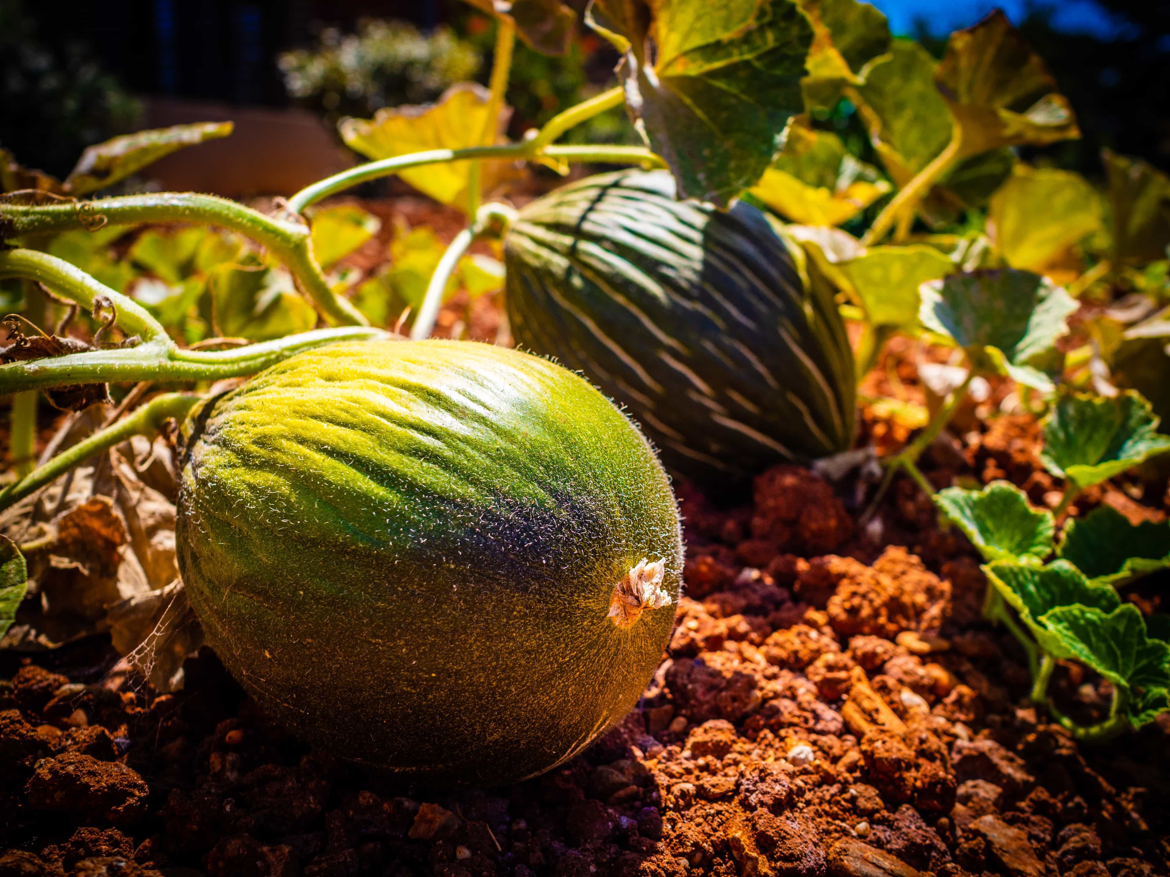 Melon